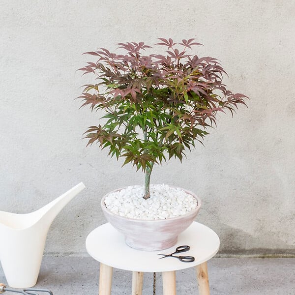 PLANT IN A BOX - Érable du Japon - Acer palmatum 'Atropurpureum' - Hauteur 60-70cm - ⌀19cm - large