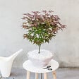PLANT IN A BOX - Érable du Japon - Acer palmatum 'Atropurpureum' - Hauteur 60-70cm - ⌀19cm - vignette