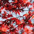PLANT IN A BOX - Érable du Japon - Acer palmatum 'Atropurpureum' - Hauteur 60-70cm - ⌀19cm - vignette