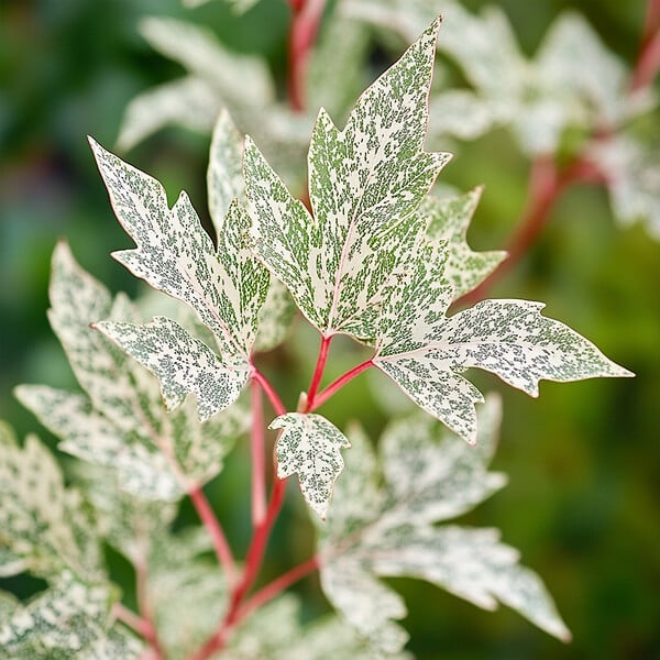 PLANT IN A BOX - Érable du Japon - Acer palmatum 'Ukigumo' - Hauteur 50-60cm - ⌀19cm - large