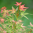 PLANT IN A BOX - érable du Japon - Acer Palmatum 'Taylor' - Hauteur 35-55cm - âŒ€15cm - vignette