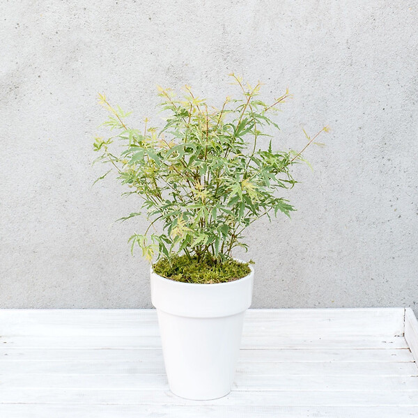 PLANT IN A BOX - érable du Japon - Acer palmatum 'Butterfly' - Hauteur 35-55cm - âŒ€15cm - large