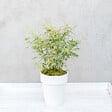 PLANT IN A BOX - érable du Japon - Acer palmatum 'Butterfly' - Hauteur 35-55cm - âŒ€15cm - vignette