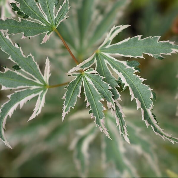 PLANT IN A BOX - érable du Japon - Acer palmatum 'Butterfly' - Hauteur 35-55cm - âŒ€15cm - large