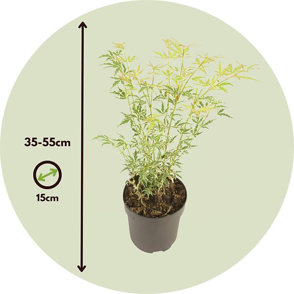 PLANT IN A BOX - érable du Japon - Acer palmatum 'Butterfly' - Hauteur 35-55cm - âŒ€15cm - large