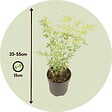 PLANT IN A BOX - érable du Japon - Acer palmatum 'Butterfly' - Hauteur 35-55cm - âŒ€15cm - vignette