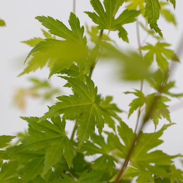 PLANT IN A BOX - Érable du Japon - Acer palmatum 'Orange Dream' - Hauteur 60-70cm - ⌀19cm - large
