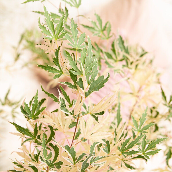 PLANT IN A BOX - érable du Japon - Acer palmatum 'Taylor' - Hauteur 50-60cm - âŒ€19cm - large