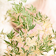 PLANT IN A BOX - érable du Japon - Acer palmatum 'Taylor' - Hauteur 50-60cm - âŒ€19cm - vignette