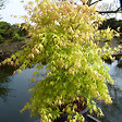 PLANT IN A BOX - Érable du Japon - Acer palmatum 'Orange Dream' - Hauteur 35-55cm - ⌀15cm - vignette