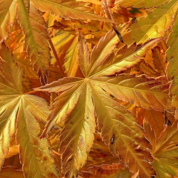 PLANT IN A BOX - Érable du Japon - Acer palmatum 'Orange Dream' - Hauteur 35-55cm - ⌀15cm - large