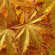 PLANT IN A BOX - Érable du Japon - Acer palmatum 'Orange Dream' - Hauteur 35-55cm - ⌀15cm - vignette