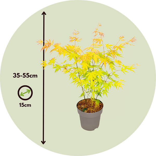 PLANT IN A BOX - Érable du Japon - Acer palmatum 'Orange Dream' - Hauteur 35-55cm - ⌀15cm - large