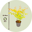 PLANT IN A BOX - Érable du Japon - Acer palmatum 'Orange Dream' - Hauteur 35-55cm - ⌀15cm - vignette