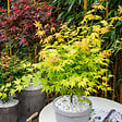 PLANT IN A BOX - Érable du Japon - Acer palmatum 'Orange Lace' - Hauteur 60-70cm - ⌀19cm - vignette