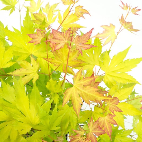 PLANT IN A BOX - Érable du Japon - Acer palmatum 'Orange Lace' - Hauteur 60-70cm - ⌀19cm - large
