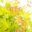 PLANT IN A BOX - Érable du Japon - Acer palmatum 'Orange Lace' - Hauteur 60-70cm - ⌀19cm - vignette