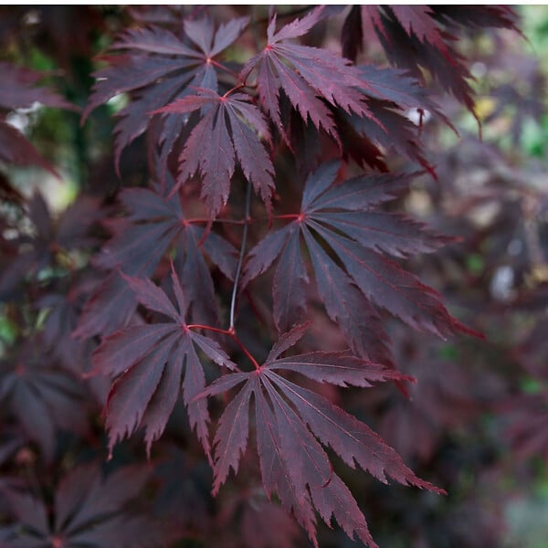 PLANT IN A BOX - Érable du Japon - Acer palmatum 'Black Lace' - Hauteur 60-70cm - ⌀19cm - large