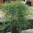 PLANT IN A BOX - érable du Japon - Acer palmatum 'Emerald Lace' - Hauteur 60-70cm - âŒ€19cm - vignette