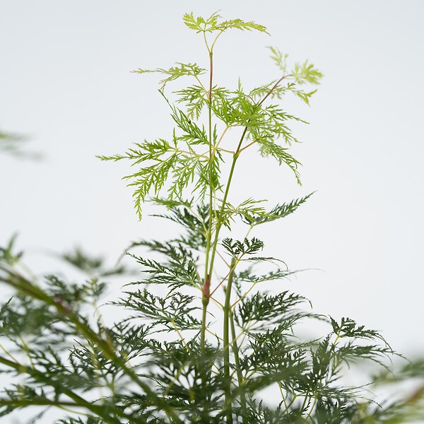 PLANT IN A BOX - érable du Japon - Acer palmatum 'Emerald Lace' - Hauteur 60-70cm - âŒ€19cm - large