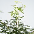 PLANT IN A BOX - érable du Japon - Acer palmatum 'Emerald Lace' - Hauteur 60-70cm - âŒ€19cm - vignette