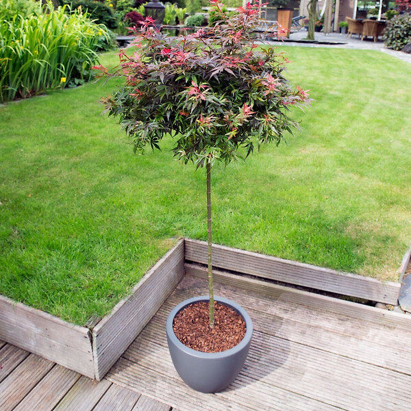 PLANT IN A BOX - érable du Japon - Acer palmatum 'Shaina' - Hauteur 80-90cm - âŒ€19cm - large