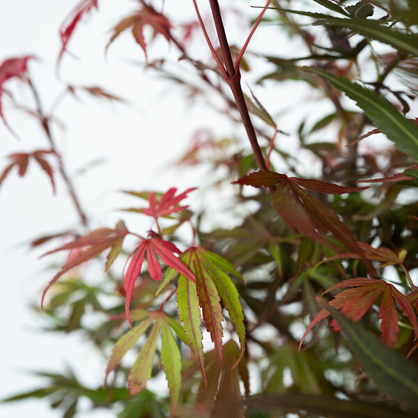 PLANT IN A BOX - érable du Japon - Acer palmatum 'Shaina' - Hauteur 80-90cm - âŒ€19cm - large