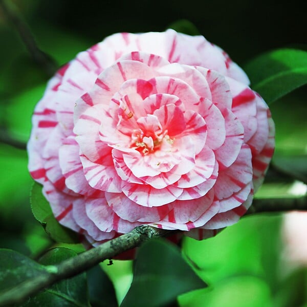 PLANT IN A BOX - Camélia - Set de 2 - Camellia japonica 'Bonomiana' - Hauteur 50-60cm - ⌀15cm - large