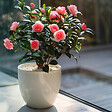 PLANT IN A BOX - Camélia - Set de 2 - Camellia japonica 'Dr. King' - Hauteur 50-60cm - ⌀15cm - vignette