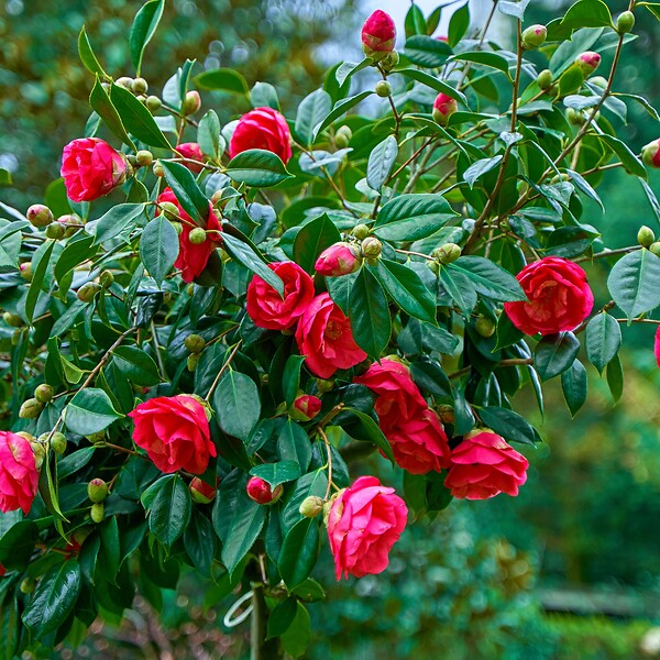 PLANT IN A BOX - Camélia - Set de 2 - Camellia japonica 'Dr. King' - Hauteur 50-60cm - ⌀15cm - large