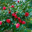 PLANT IN A BOX - Camélia - Set de 2 - Camellia japonica 'Dr. King' - Hauteur 50-60cm - ⌀15cm - vignette