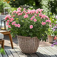 PLANT IN A BOX - Anti-Moustiques - Set de 6 - Pelargonium - Hauteur 15-25cm - âŒ€10,5cm - vignette