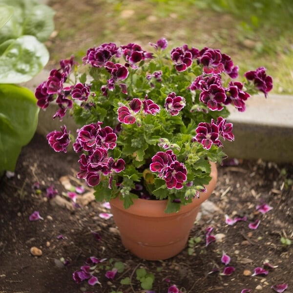 PLANT IN A BOX - Anti-Moustiques - Set de 6 - Pelargonium - Hauteur 15-25cm - âŒ€10,5cm - large