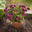 PLANT IN A BOX - Anti-Moustiques - Set de 6 - Pelargonium - Hauteur 15-25cm - âŒ€10,5cm - vignette