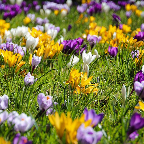 PLANT IN A BOX - Fleur printanière - Set de 30 - Crocus 'Large Flowering Mix' - Bulbes à fleurs - large