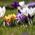 PLANT IN A BOX - Fleur printanière - Set de 30 - Crocus 'Large Flowering Mix' - Bulbes à fleurs - vignette
