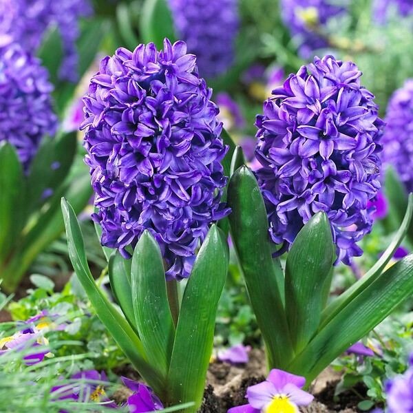 PLANT IN A BOX - Jacinthe - Set de 25 - Hyacinthus 'Blue Trophy' - Bulbes à fleurs - Bleu - large