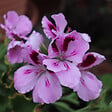 PLANT IN A BOX - Anti-Moustiques - Set de 6 - Pelargonium - Hauteur 15-25cm - âŒ€10,5cm - vignette
