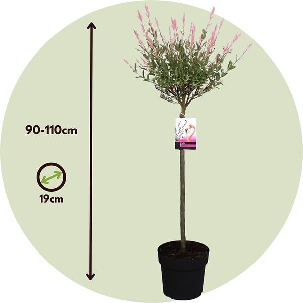 PLANT IN A BOX - Saule crevette - Set de 2 - Salix integra 'Flamingo' - Hauteur 90-110cm - ⌀19cm - large