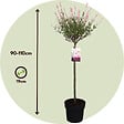 PLANT IN A BOX - Saule crevette - Set de 2 - Salix integra 'Flamingo' - Hauteur 90-110cm - ⌀19cm - vignette