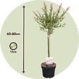 PLANT IN A BOX - Saule crevette - Set de 2 - Salix integra 'Flamingo' - Hauteur 60-80cm - ⌀17cm - vignette
