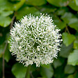 PLANT IN A BOX - Ail - Set de 6 - Allium 'Mount Everest' - Bulbes à fleurs - Blanc - vignette