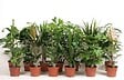 FLOREAC - Plantes vertes mix - vignette