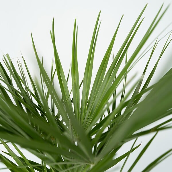 PLANT IN A BOX - Palmier nain - Chamaerops humilis - Hauteur 70-80cm - ⌀21cm - large