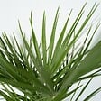 PLANT IN A BOX - Palmier nain - Chamaerops humilis - Hauteur 70-80cm - ⌀21cm - vignette