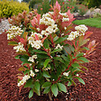 PLANT IN A BOX - Feuille de noyer - Set de 2 - Photinia fraseri 'Red Robin' - H30-40cm - ⌀17cm - vignette