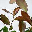PLANT IN A BOX - Feuille de noyer - Set de 2 - Photinia fraseri 'Red Robin' - H30-40cm - ⌀17cm - vignette