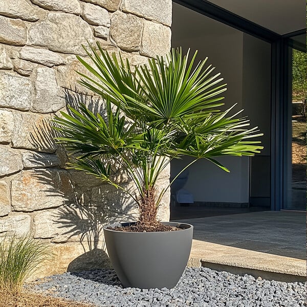 PLANT IN A BOX - Palmier nain - Set de 2 - Chamaerops humilis - Hauteur 70-80cm - ⌀21cm - large