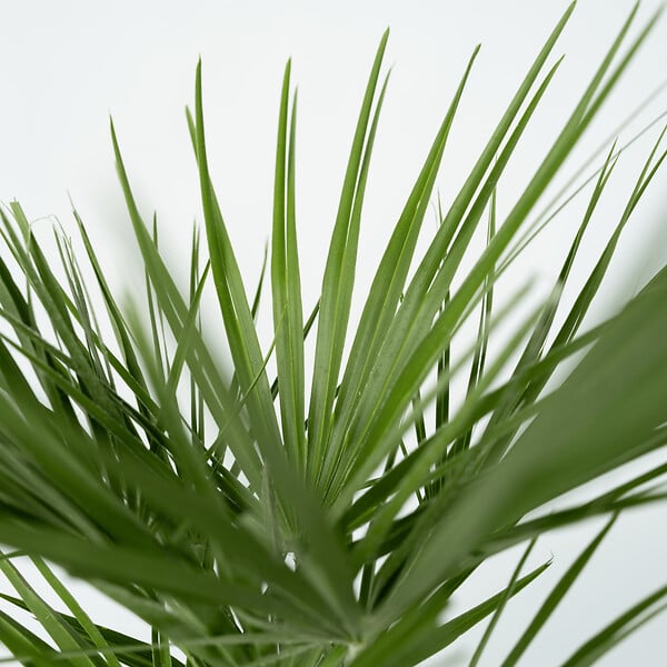 PLANT IN A BOX - Palmier nain - Set de 2 - Chamaerops humilis - Hauteur 70-80cm - ⌀21cm - large