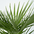 PLANT IN A BOX - Palmier nain - Set de 2 - Chamaerops humilis - Hauteur 70-80cm - ⌀21cm - vignette